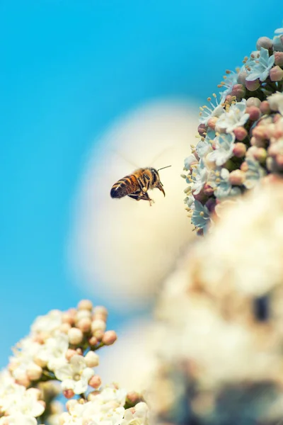 Bee flying on flowers — Stock Photo, Image