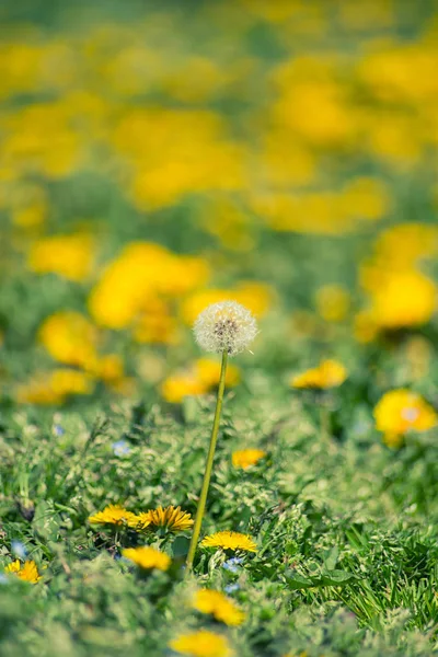 Dandelion flowers — Stock Photo, Image