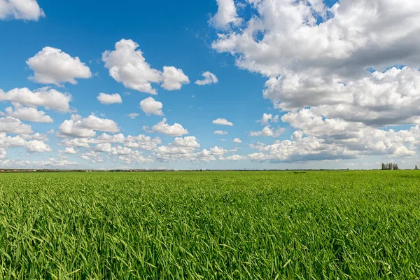 Zachmurzone niebo nad pole zboża — Zdjęcie stockowe