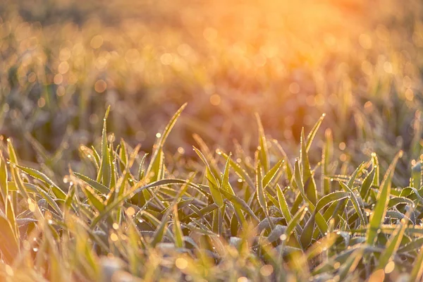 Rugiada su foglie di grano — Foto Stock