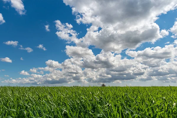 Zachmurzone niebo nad pole zboża Zdjęcia Stockowe bez tantiem