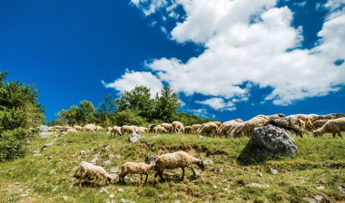Alan, yol, gökyüzü ve koyunlar