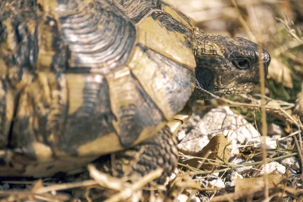 Turtle Land — Stock Photo, Image