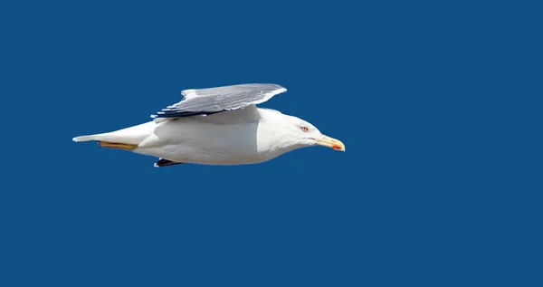 Seagull Resor Och Natur Koncept — Stockfoto