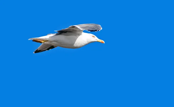 Seagull Resor Och Natur Koncept — Stockfoto