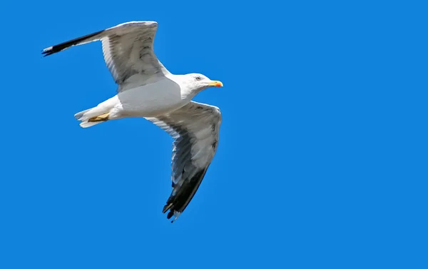 Seagull Travel Nature Concept — Stock Photo, Image