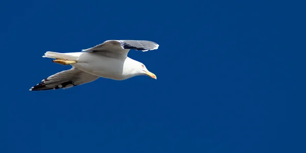 Gaivota Viagens Conceito Natureza — Fotografia de Stock