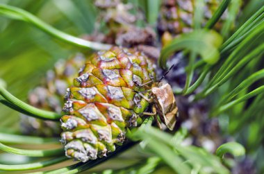 Köknar-koni bahçede