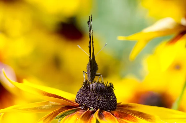 A butterfly on a Black-eyed susans — Stock Photo, Image
