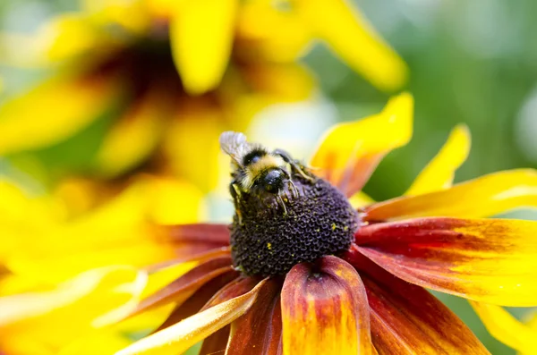 Bumble bee en una Black-Eyed susans — Foto de Stock
