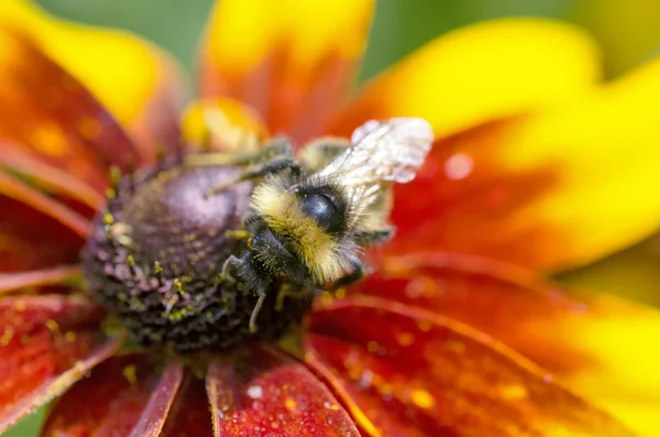 Bumble bee en una Black-Eyed susans — Foto de Stock