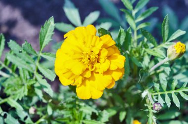 Kadife kurdele çiçek bahçesinde