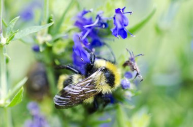 Bumblebee üzerinde mavi çiçekler