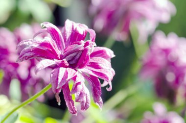 zinnia çiçeği Bahçe kadar yakın