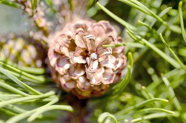 Cono Abeto Jardín — Foto de Stock