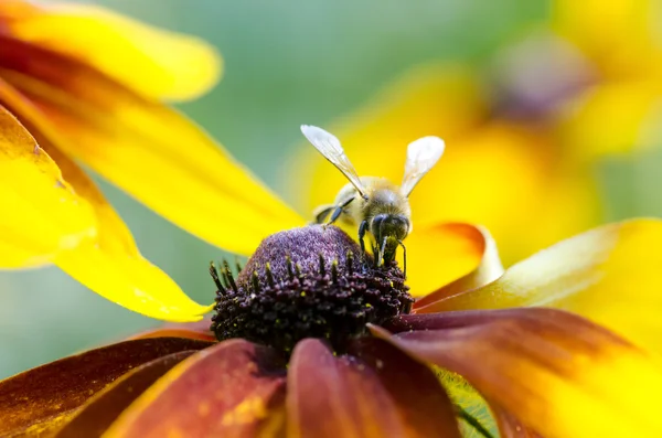 Bumble bee op een groeiende Black-eyed — Stockfoto