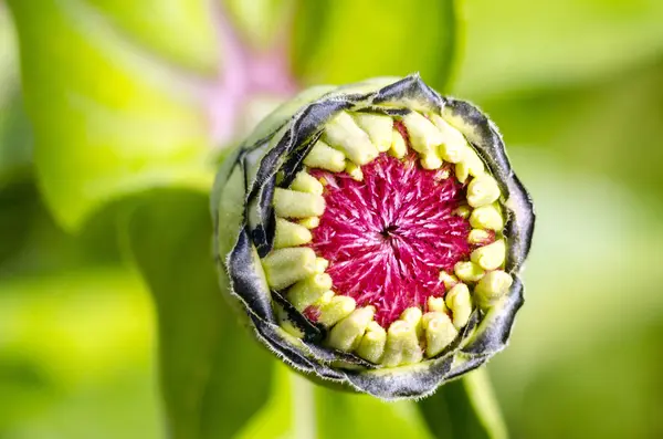 ガーデンのガーベラの花のつぼみ — ストック写真