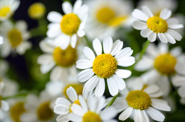 Hamomile Kwiaty Ogrodzie — Zdjęcie stockowe