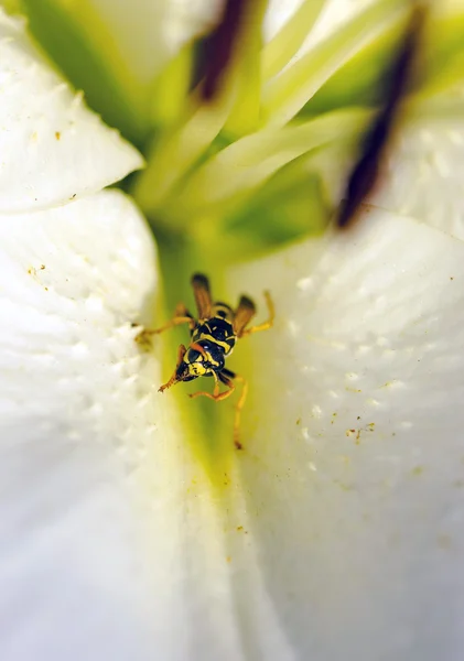 Avispa Una Flor — Foto de Stock