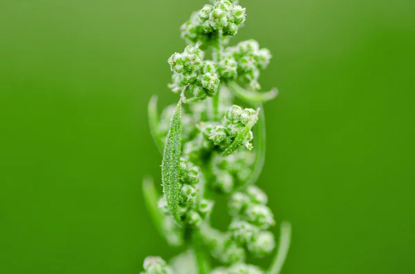 Zielona roślina w makro — Zdjęcie stockowe