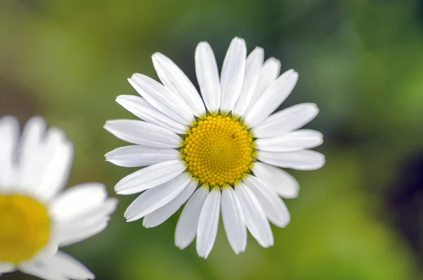 Hamomile Kwiaty Ogrodzie — Zdjęcie stockowe