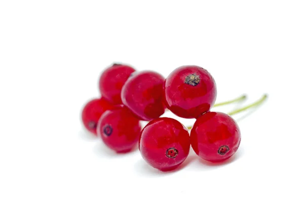 Red currant Isolated on white background — Stock Photo, Image