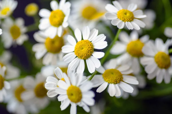 Hamomile Kwiaty Ogrodzie — Zdjęcie stockowe