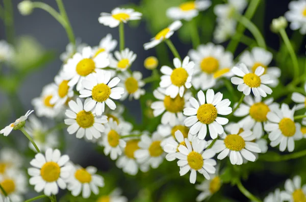 Hamomile Kwiaty Ogrodzie — Zdjęcie stockowe