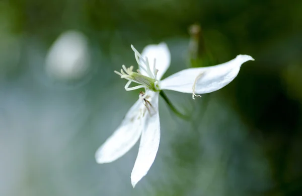 Květ bílý clematis — Stock fotografie