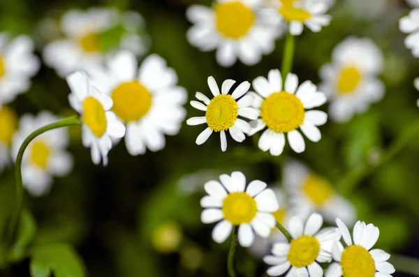 Hamomile Kwiaty Ogrodzie — Zdjęcie stockowe