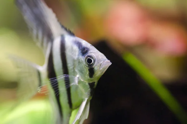 Scalare pesci d'acquario — Foto Stock