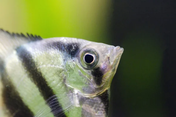 Fischschuppen im Aquarium — Stockfoto