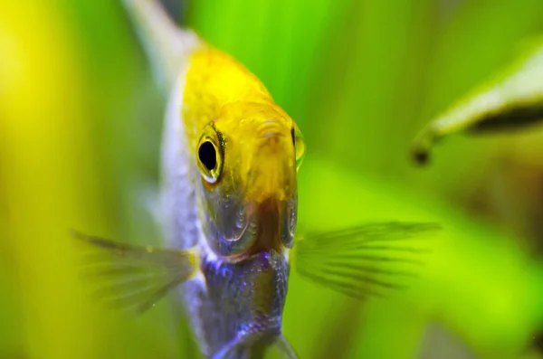 Fischschuppen im Aquarium — Stockfoto