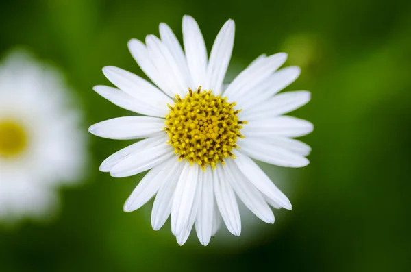 Hamomile Kwiaty Ogrodzie — Zdjęcie stockowe