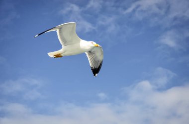 Feribot Athos için eşlik eden martılar