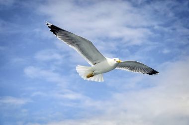 Feribot Athos için eşlik eden martılar