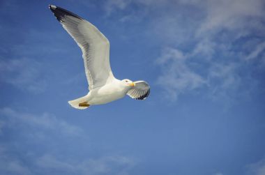 Feribot Athos için eşlik eden martılar