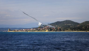 Feribot Athos için eşlik eden martılar