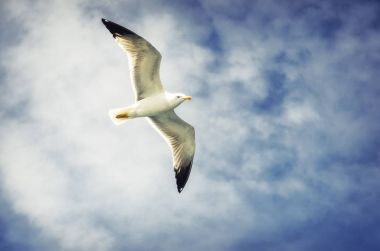 Feribot Athos için eşlik eden martılar