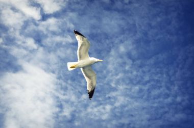 Feribot Athos için eşlik eden martılar