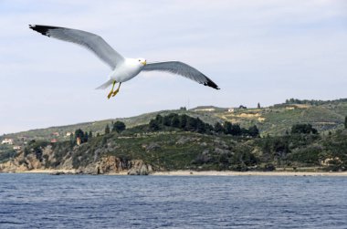 Feribot Athos için eşlik eden martılar