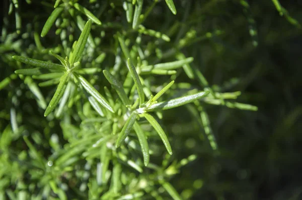 Färsk Rosemary Herb växa utomhus. — Stockfoto