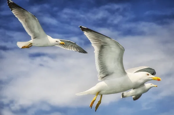 Mouettes accompagnant le ferry pour Athos — Photo