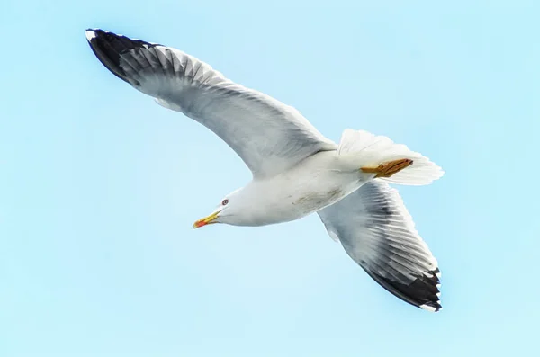 Mouettes accompagnant le ferry pour Athos — Photo