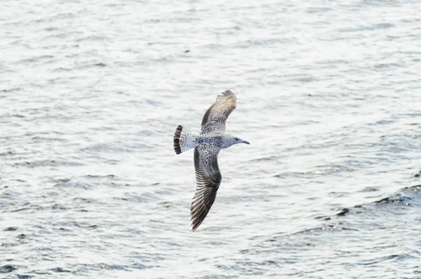 Seagulls accompanying the ferry to Athos