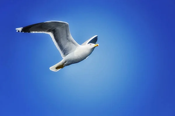 Mouettes accompagnant le ferry pour Athos — Photo