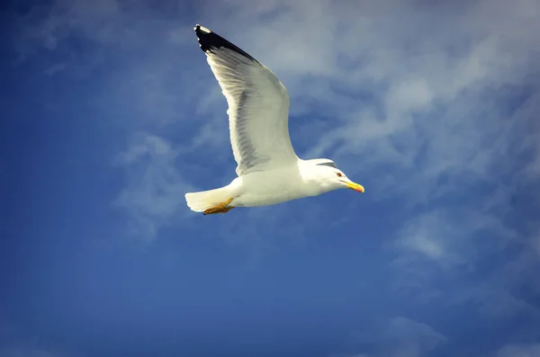 Gaviotas acompañando el ferry a Athos — Foto de Stock