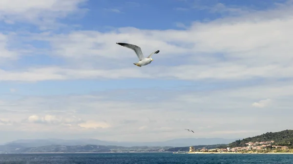 Gaviotas acompañando el ferry a Athos — Foto de Stock