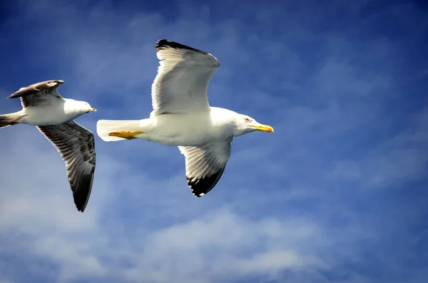 Gaivotas que acompanham a balsa para Athos — Fotografia de Stock