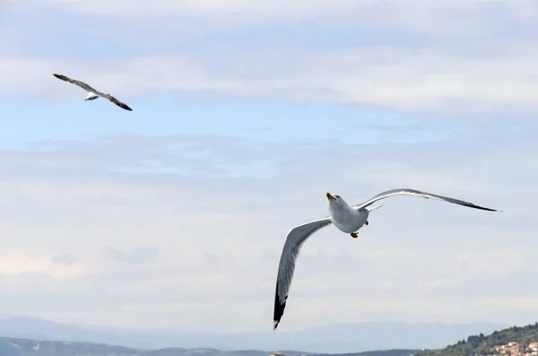 Seagulls accompanying the ferry to Athos